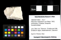 Foto (Objekt + Etiketten) von Pithonoton marginatum (von Meyer, 1842) 